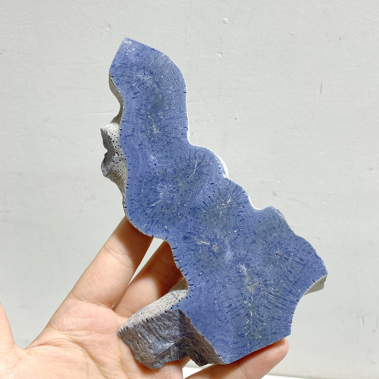 Blue Ridge Coral Heliopora Coerule Tower Point Wholesale