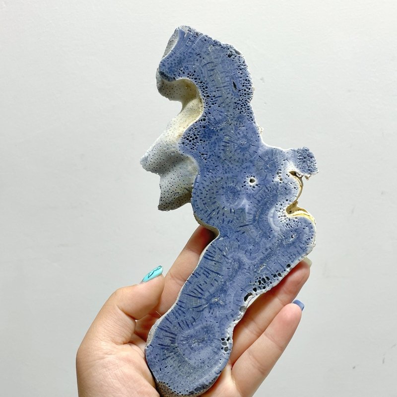 Blue Ridge Coral Slab Heliopora Coerulea Slab Wholesale - Wholesale Crystals