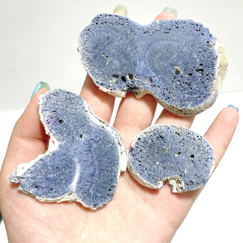 Blue Ridge Coral Slab Heliopora Coerulea Slab Wholesale - Wholesale Crystals