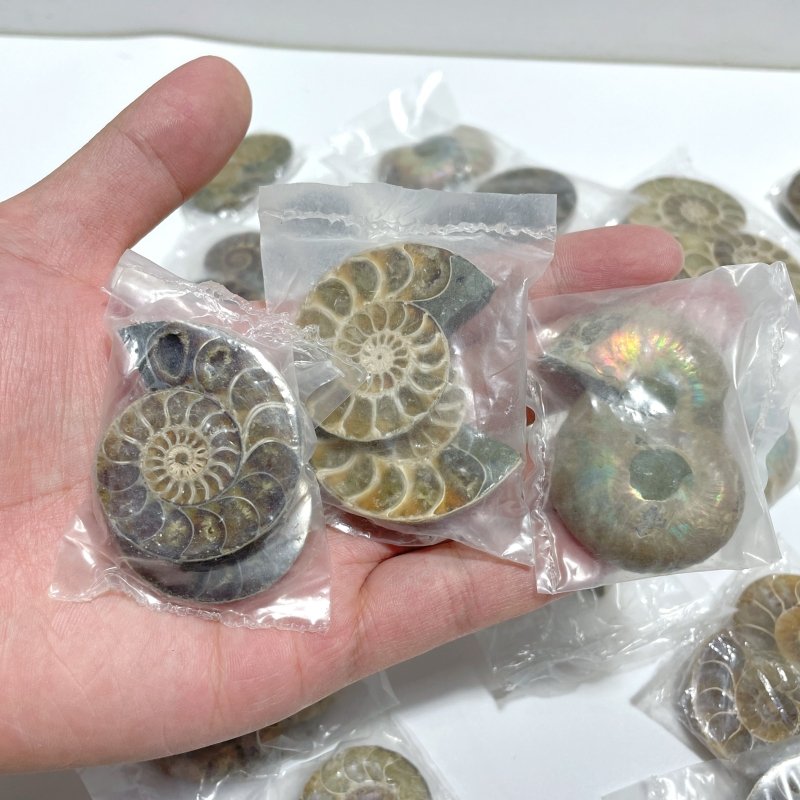 Natural Ammonite Fossil Conch Wholesale - Wholesale Crystals