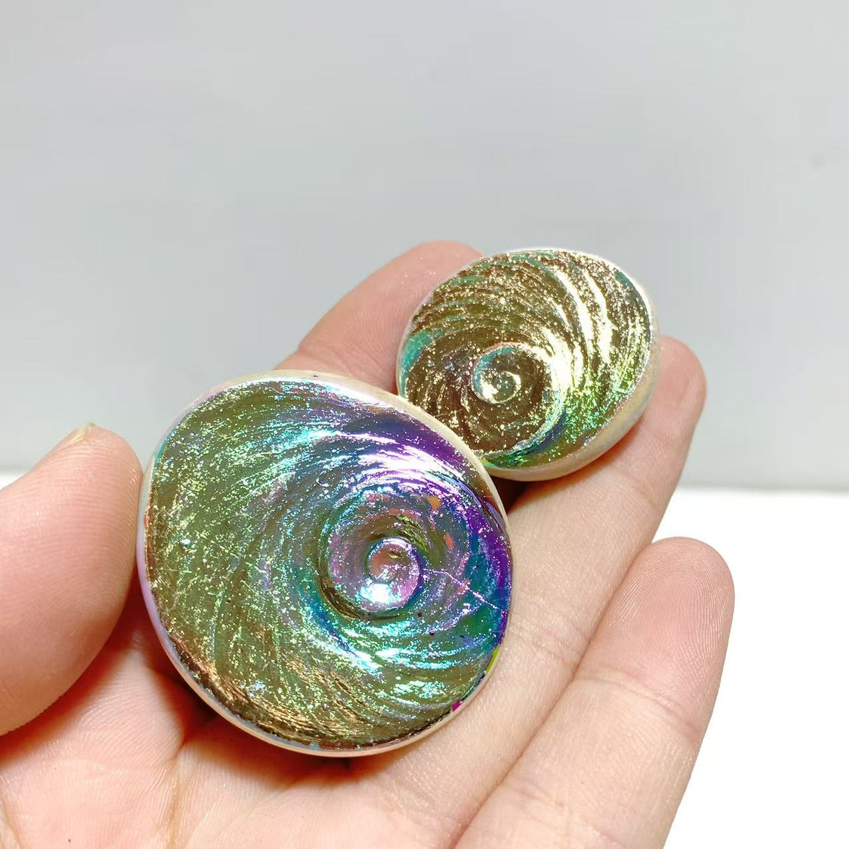 Aura Shell Fossil Wholesale