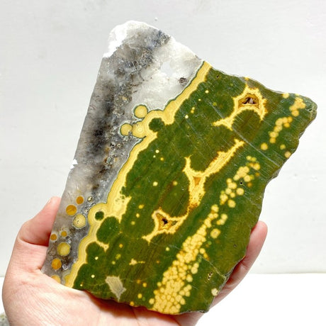 5 Pieces Large 8th Vein Ocean Jasper Slabs - Wholesale Crystals