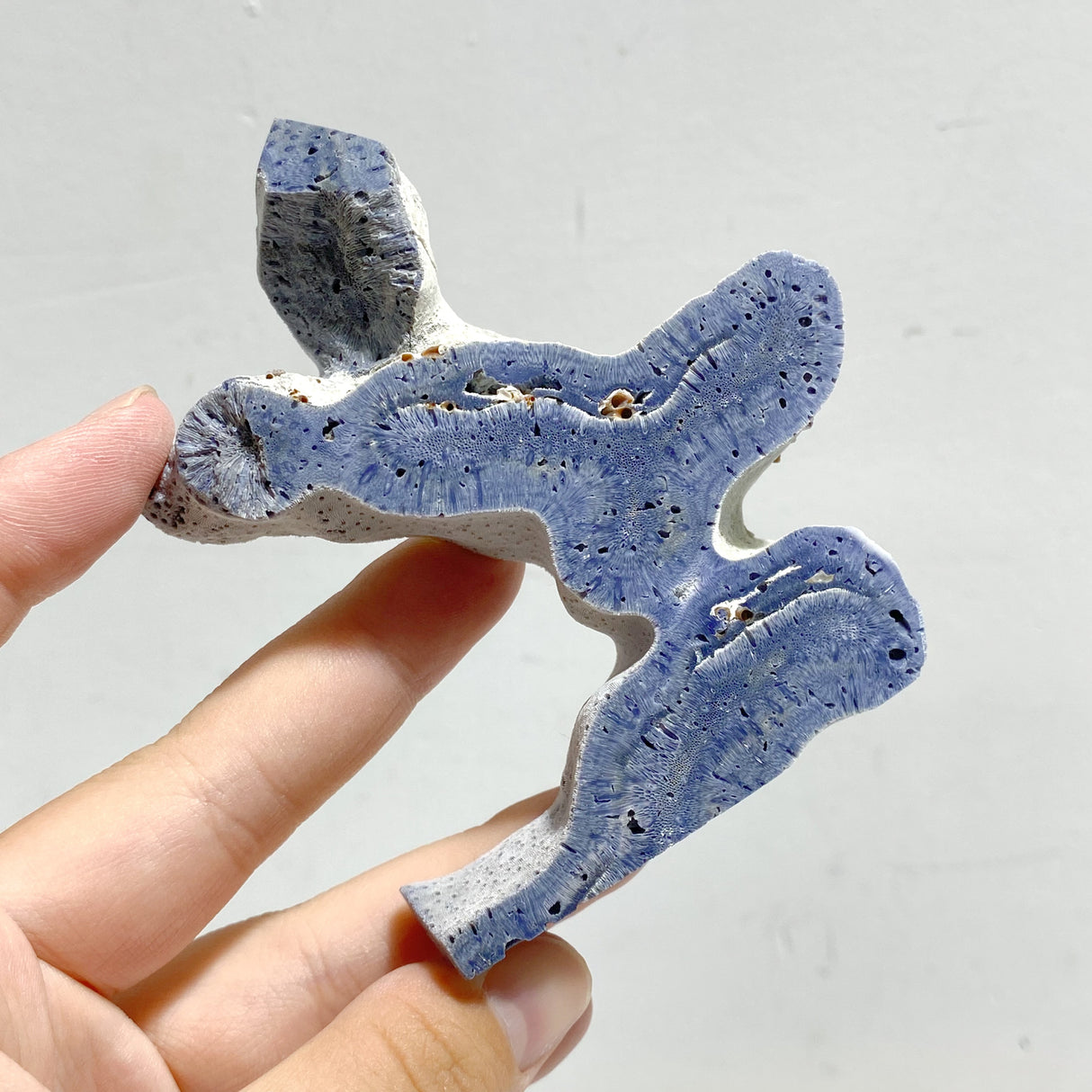 Blue Ridge Coral Heliopora Coerule Tower Point Wholesale