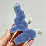 Blue Ridge Coral Heliopora Coerule Tower Point Wholesale