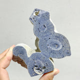 Blue Ridge Coral Heliopora Coerule Tower Point Wholesale