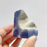 Blue Ridge Coral Free Form Heliopora Coerulea Wholesale - Wholesale Crystals