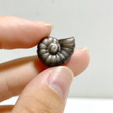 Mini Silver Sheen Obsidian Conch Carving Wholesale