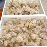 40KG Clear Quartz Pineapple Quartz Cluster (Sea Freight Only)