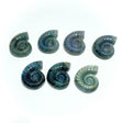 Labradorite Conch Carving Wholesale - Wholesale Crystals