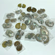 Natural Ammonite Fossil Conch Wholesale - Wholesale Crystals