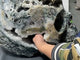 71.8kg Very Large Geode Druzy Moss Agate Skull Carving 20Inch