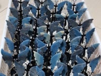 33 Pairs Beautiful Small Trolleite Butterfly Carving With Stand