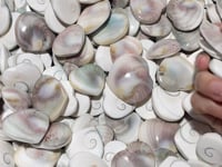 Polished Shell Fossil Heart Wholesale