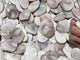 Polished Shell Fossil Heart Wholesale