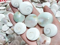 Round Polished Shell Fossil Wholesale