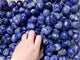 Blue Sodalite Tumbled Wholesale