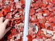 Red Jasper Moon And Star Wholesale