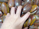 Red Yellow Tiger Eye Mixed Iron Palm Wholesale