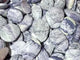 Purple Stripe Jasper Palm Wholesale