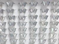 Beautiful Shell Butterfly Ring Wholesale