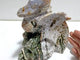 8th Vein Ocean Jasper Flying Dragon With Skull Carving