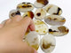 13 Pieces Natural Rare Scenic Dendritic Agate Stone