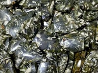 Green Mica Mixed Quartz Arrow Head Shape Wholesale
