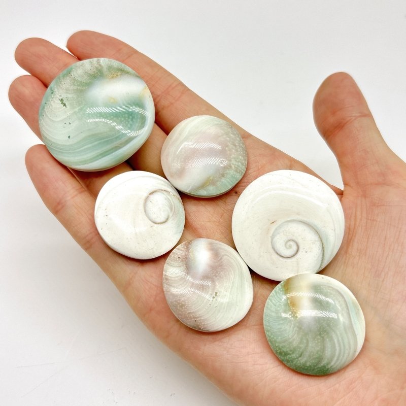 Round Polished Shell Fossil Wholesale - Wholesale Crystals