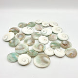Round Polished Shell Fossil Wholesale - Wholesale Crystals
