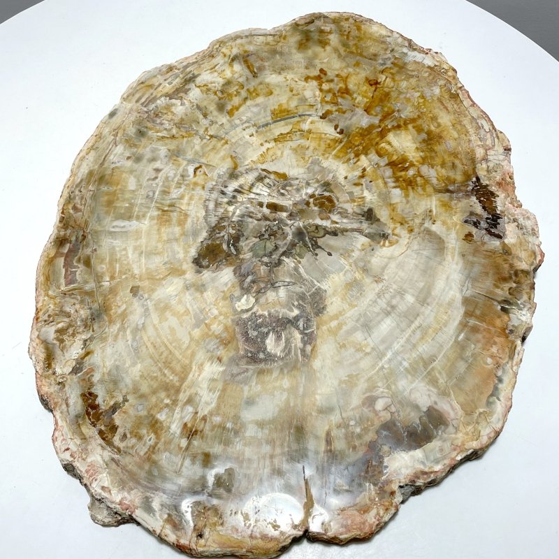 Very Large Petrified Wood Slab For Collection - Wholesale Crystals