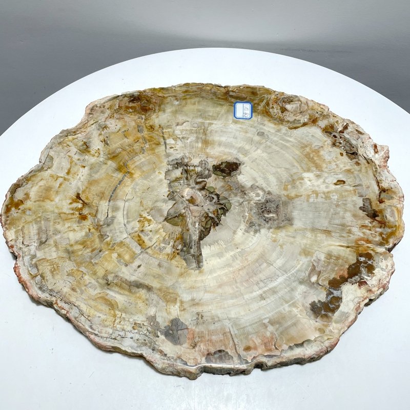 Very Large Petrified Wood Slab For Collection - Wholesale Crystals