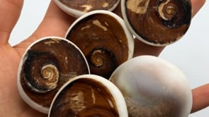 Shell fossil from Madagascar -Wholesale Crystals