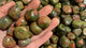 Unakite Tumbled Wholesale -Wholesale Crystals