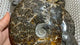 Madagascar Snail fossil ammonite fossil -Wholesale Crystals