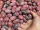 High Quality Rhodonite Tumbled Wholesale -Wholesale Crystals