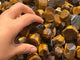 Tiger Eye Free Form Tumbled Crystal Wholesale -Wholesale Crystals