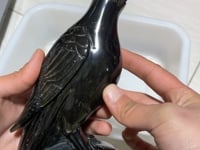 Large Unique Gold Sheen Obsidian Crow Carving -Wholesale Crystals