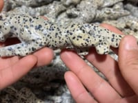 Dalmatian Jaguar Panthera Onca Carving Wholesale -Wholesale Crystals