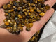 Tiger Eye Gravel Chips Wholesale -Wholesale Crystals