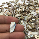 Rainbow shell conch fossil gravel stone -Wholesale Crystals