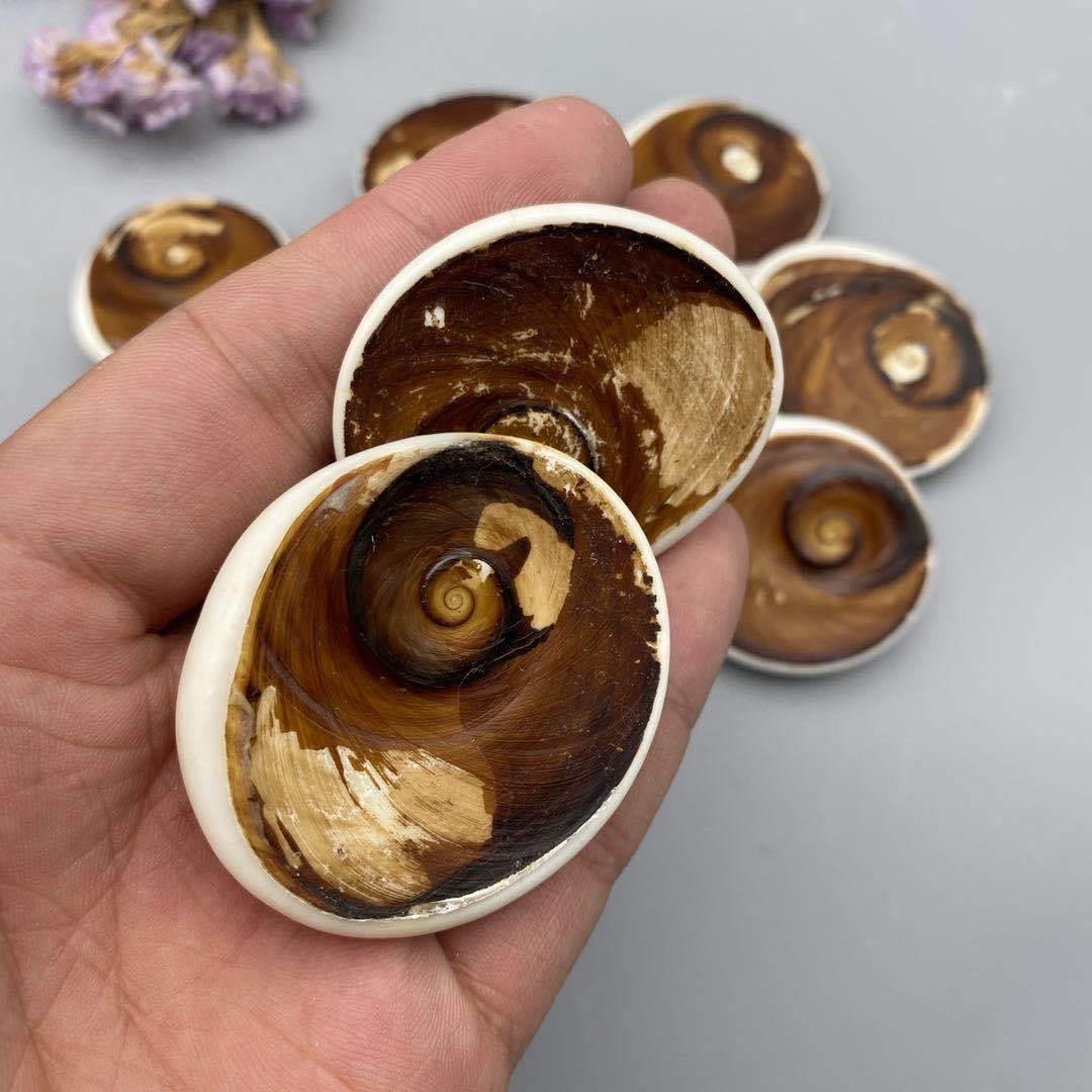 Shell fossil from Madagascar -Wholesale Crystals